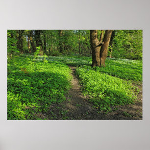 Poster Scène De Bois. Blackweir Woods, Cardiff