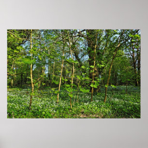 Poster Scène De Bois. Blackweir Woods, Cardiff