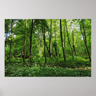 Poster Scène De Bois. Blackweir Woods, Cardiff