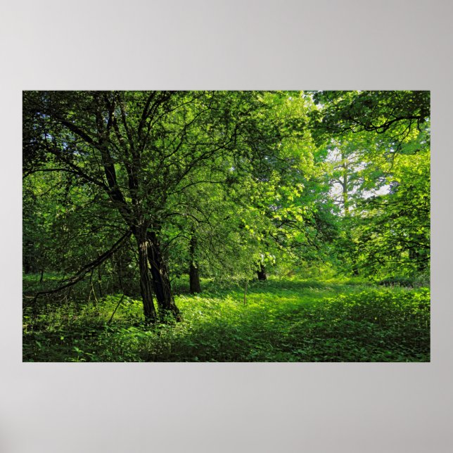 Poster Scène De Bois. Blackweir Woods, Cardiff (Devant)