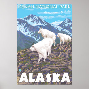 Poster Scène de chèvres de montagne - parc national de