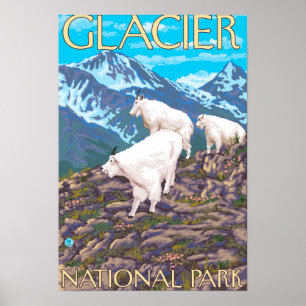 Poster Scène de chèvres de montagne - parc national de