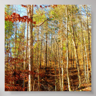 POSTER SCÈNE DE FORÊT