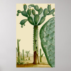 Poster Scène des cactus du désert