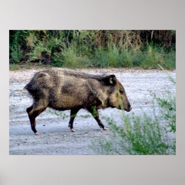 Poster Scène du désert du Chihuahuan 10 javelina (Devant)