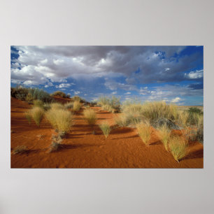 Poster Scène du désert du Kalahari, Kgalagadi Transfronti