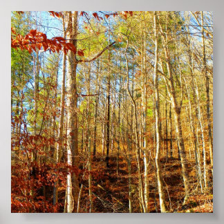 POSTER SCÈNE FORESTIÈRE