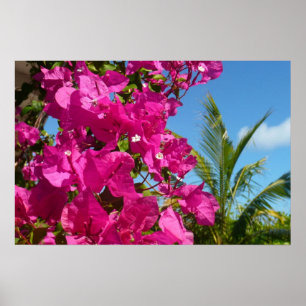 Poster Scène naturelle tropicale de bougainvillée et de p