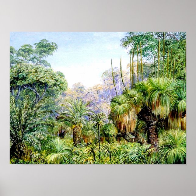 Poster Scène nord - Forêt dans l'ouest de l'Australie (Devant)