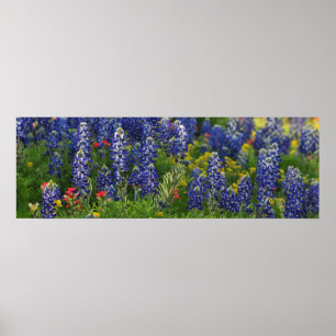 Poster Scène panoramique de Bluebonnet