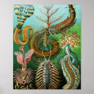 Poster Schaetopoda illustration par Ernst Haeckel