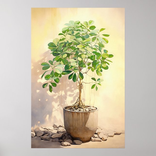 Poster Schefflera Heptaphylla en Pot (Devant)