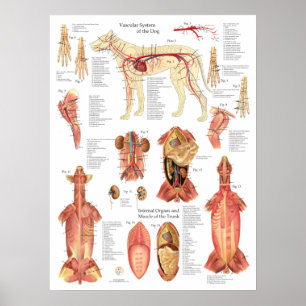 Poster Schéma de l'anatomie des artères des muscles du ch