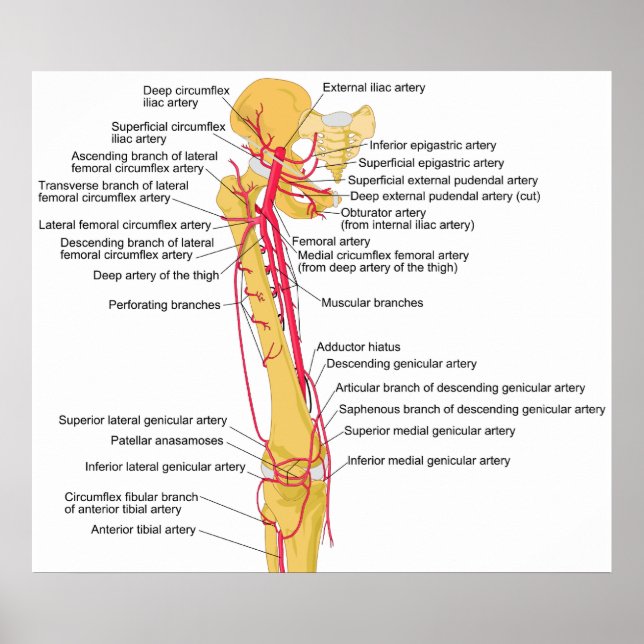 Poster Schéma des principales artères de la cuisse humain (Devant)