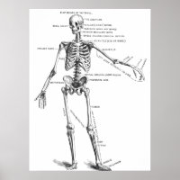Schéma vintage de médecin squelette anatomie médic
