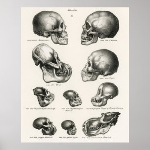 Poster Schinz de Visser Singe Humain et Crâne Ape