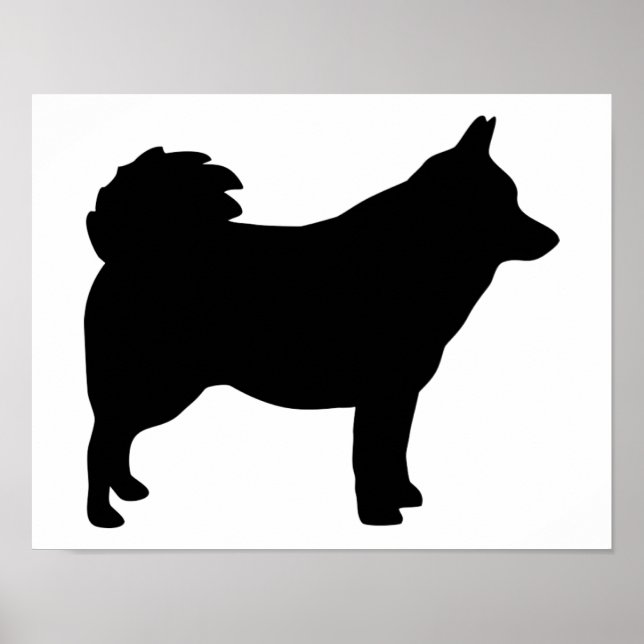 Poster Schipperke (Devant)