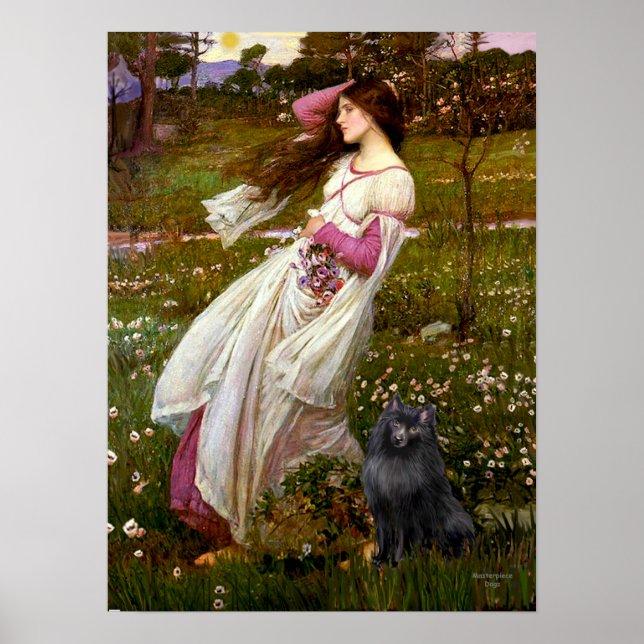 Poster Schipperke 2 - Fleurs à vent (Devant)