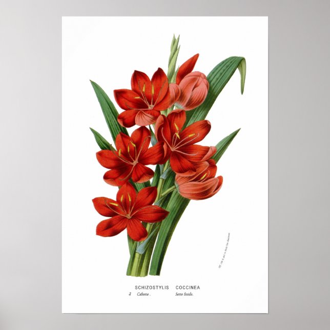 Poster Schizostylis coccinea (Devant)