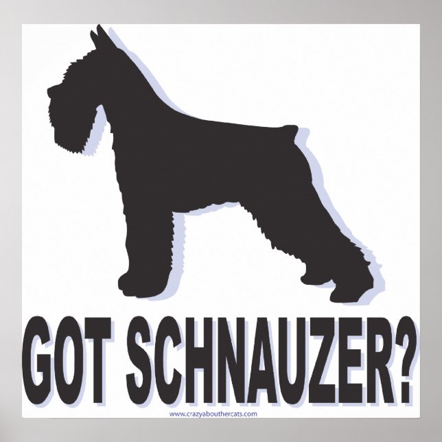 Poster schnauzer (Devant)