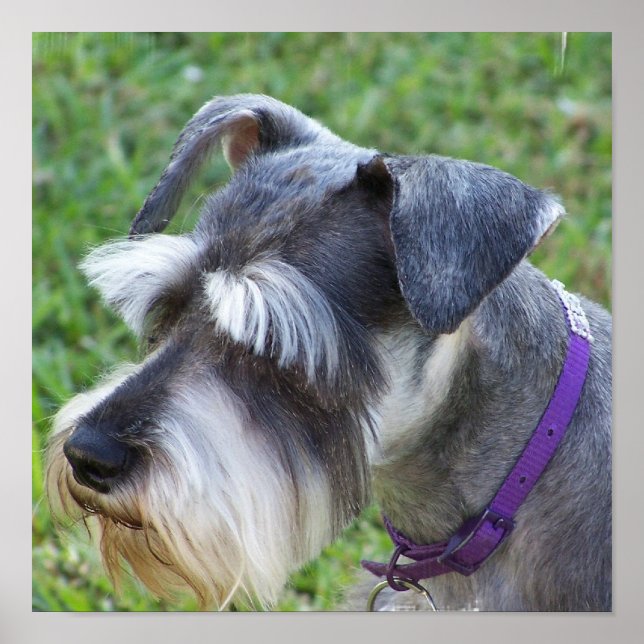 Poster Schnauzer (Devant)
