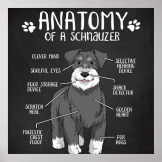 Poster Schnauzer Dog Anatomie Best Dog