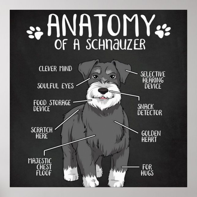 Poster Schnauzer Dog Anatomie Best Dog (Devant)