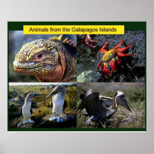 Poster Science, animaux des Galapagos