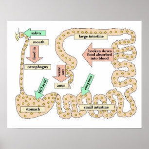 Poster Science, Corps humain, Digitation