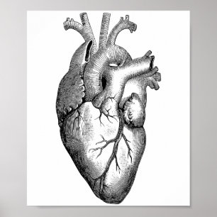 Poster Science de l'anatomie cardiaque