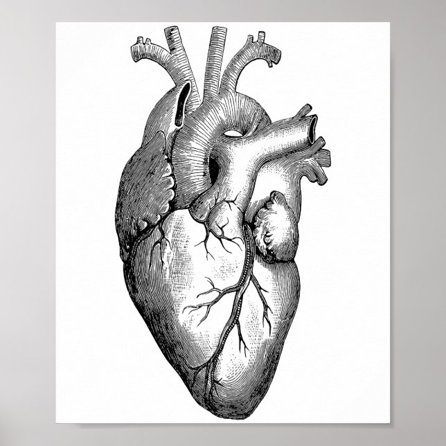 Poster Science de l'anatomie cardiaque (Devant)