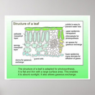 Poster Science, Plante, structure d'une feuille