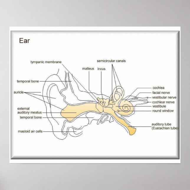 Poster Science, Sciences de la vie, Diagramme d'une oreil (Devant)
