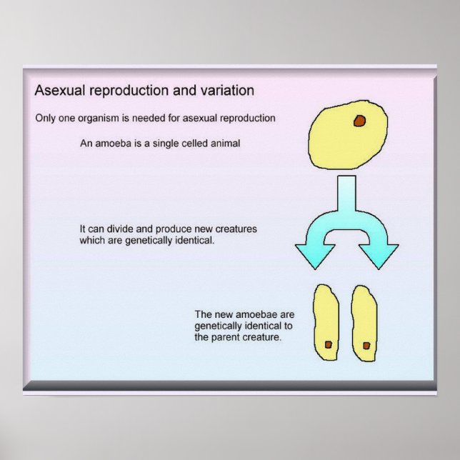 Poster Science, Sciences de la vie Reproduction sexuelle (Devant)