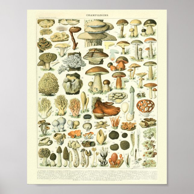 Poster scientifique de l'affiche vintage Botanique (Devant)