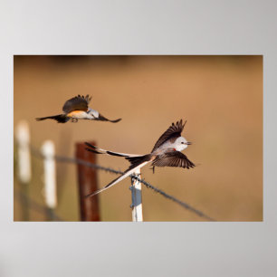 Poster Scissor-Tailed Flycatchers (Tyrannus Forficatus)