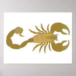 Poster Scorpion