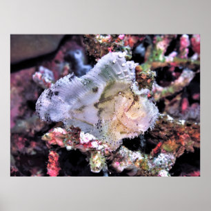 Poster Scorpionfish