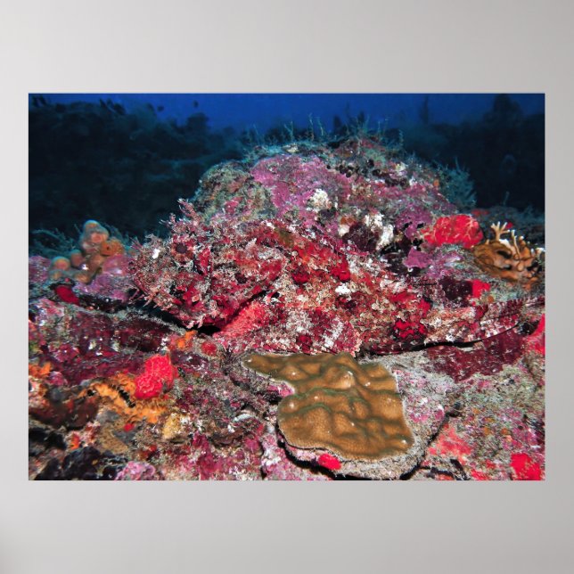 Poster Scorpionfish caché (Devant)