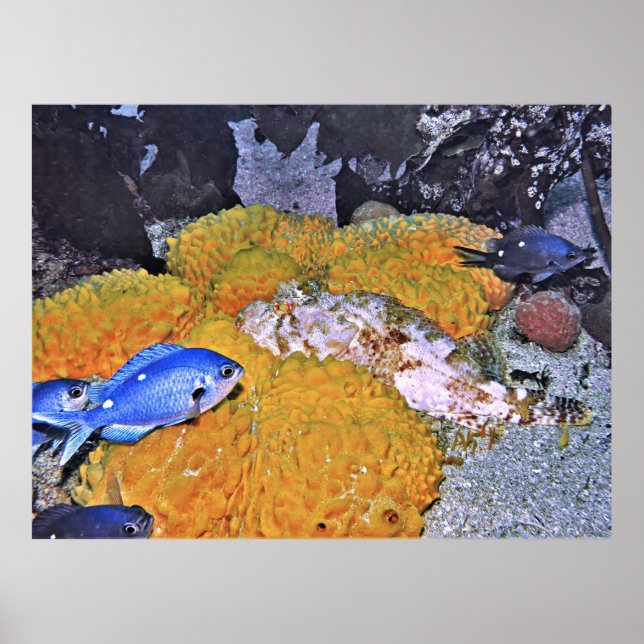 Poster Scorpionfish sur l'éponge jaune (Devant)
