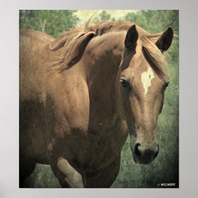 Poster Scotch (Devant)