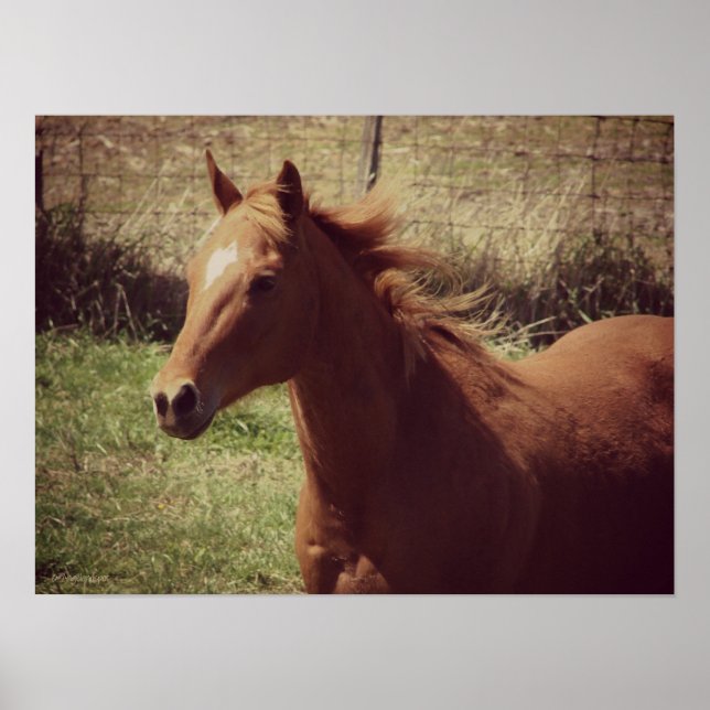 Poster Scotch (Devant)