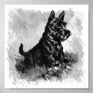 Poster Scottie Puppy Style Charcoal