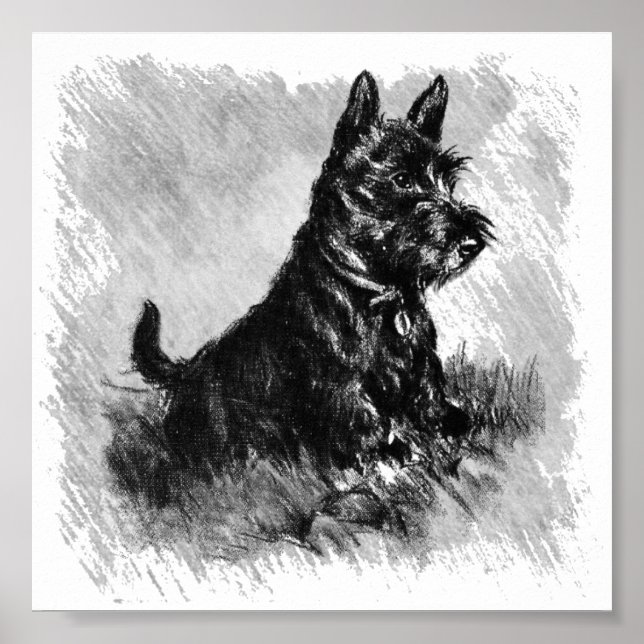 Poster Scottie Puppy Style Charcoal (Devant)