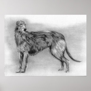 Poster Scottish Deerhound Portrait de chien