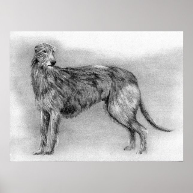 Poster Scottish Deerhound Portrait de chien (Devant)