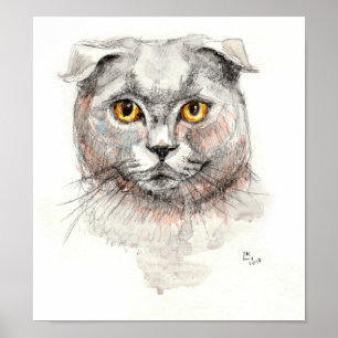 Poster Scottish Fold Cat