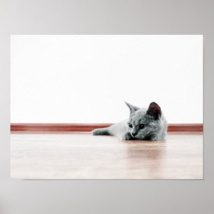 Poster Scottish Fold Cat Kitten Super mignonne