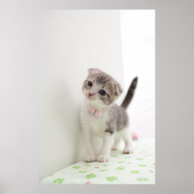 Poster Scottish Fold Kitten (Devant)
