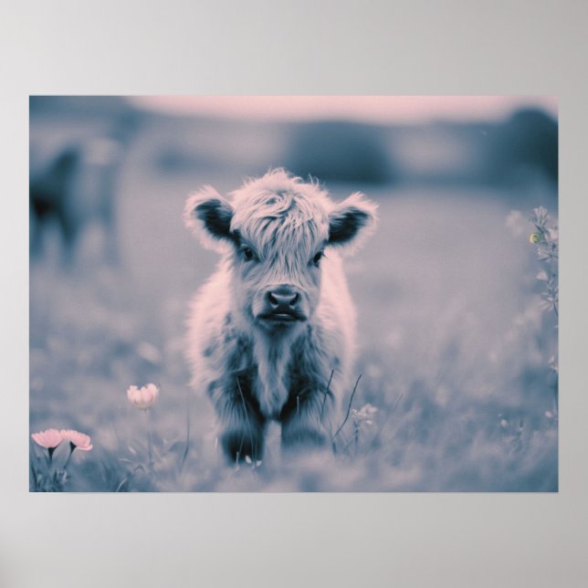 Poster Scottish Highland Calf Baby Cow Pink Tint Imprimer (Devant)